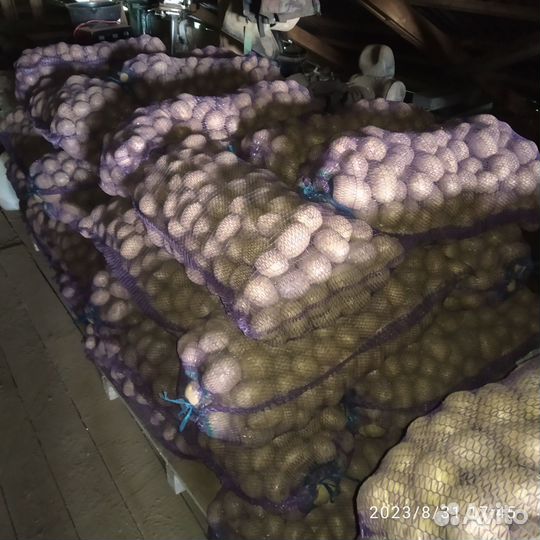 Картофель продовольственный