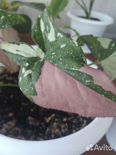 Сингониум ред спот триколор