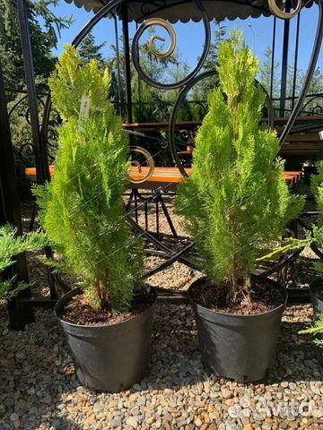 Туя восточная Пирамидалис Ауреа Thuja orientalis P