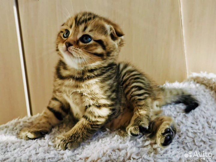 Котик на вязку