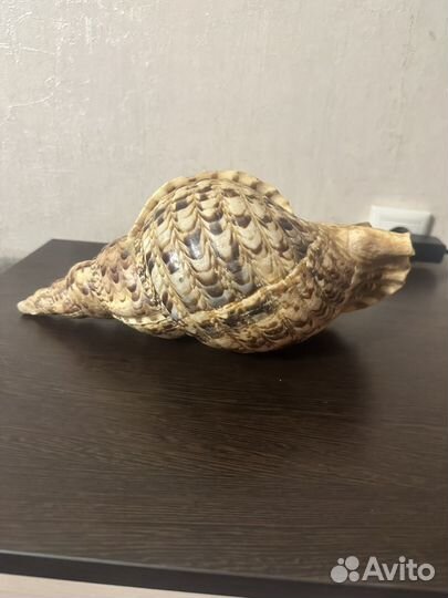 Раковина Харония Тритонис,тритоний рог