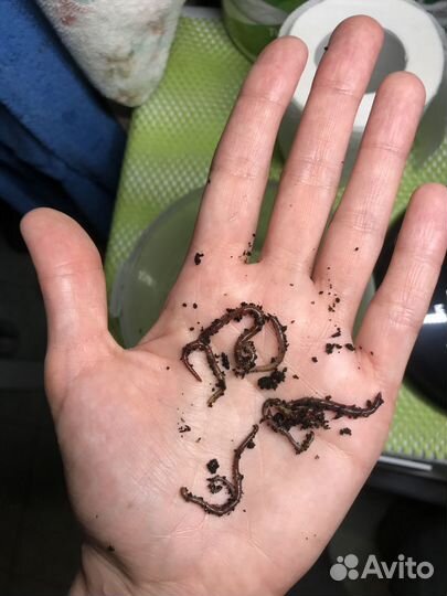 Калифорнийские черви в 6л ящике с биогумусом