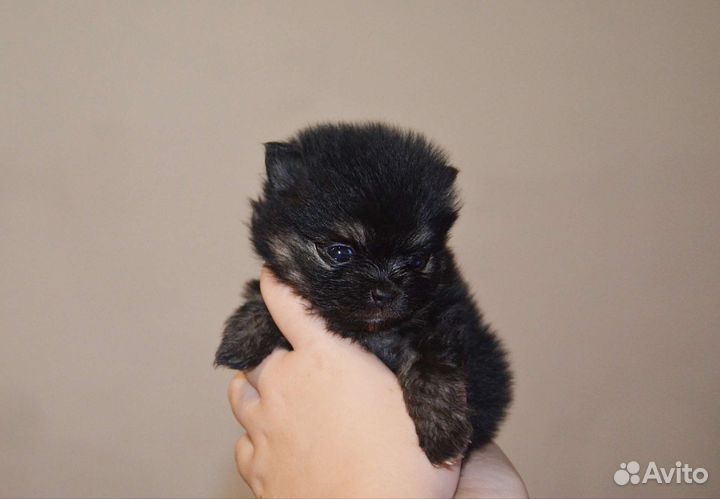 Померанский шпиц