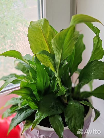 Спатифиллум