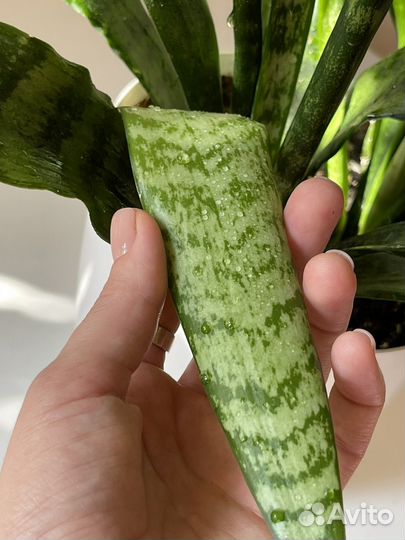 Комнатное растение Сансевиерия в плетенном кашпо