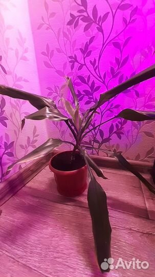 Пальма драцена