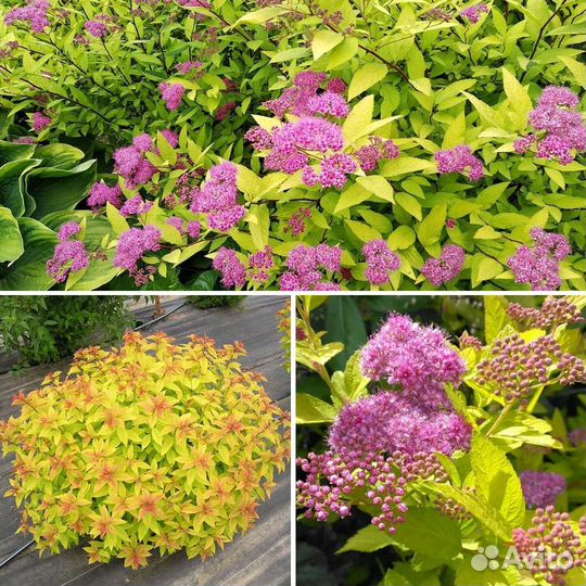 Спирея голден принцесс