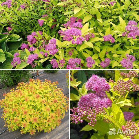 Спирея голден принцесс