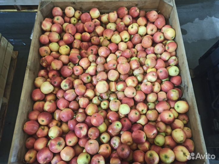 Яблоки Гала 2 сорт опт