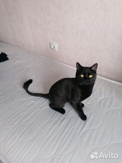 Котик в дар