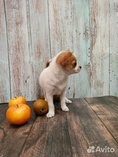 Девочка Чихуахуа