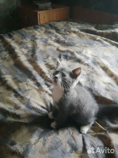 Отдам котят в добрые руки