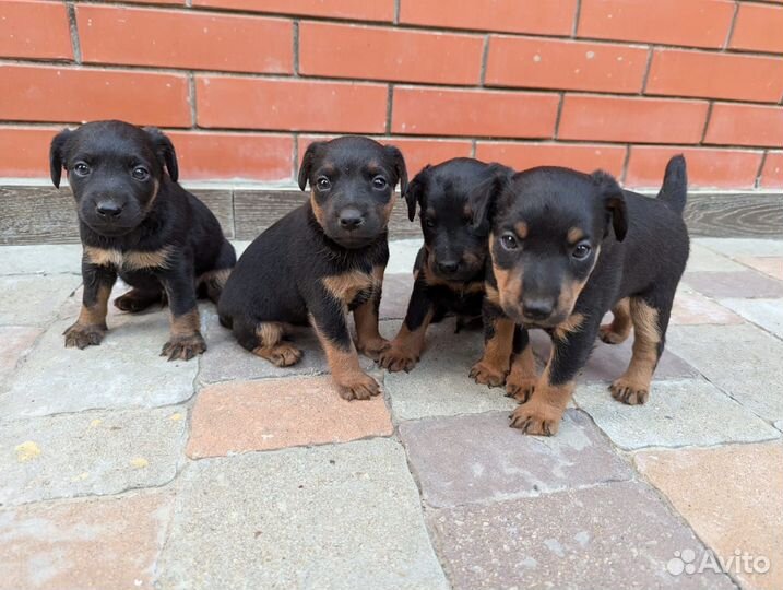 Щенки ягдтерьера