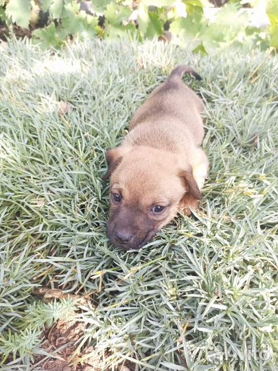 Пёсик- девочка ищет семью