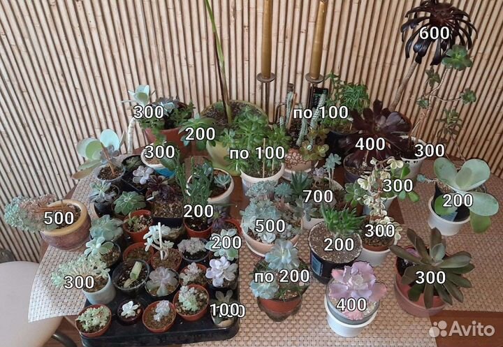 Суккуленты