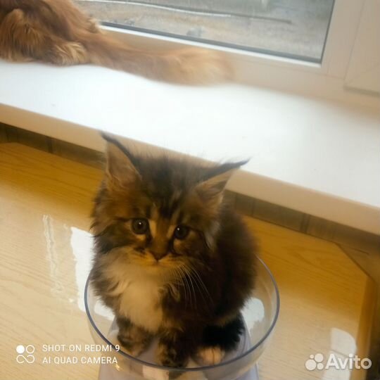 Кошки мейн-кун