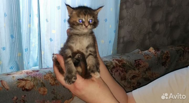 Мейн-кун девочки