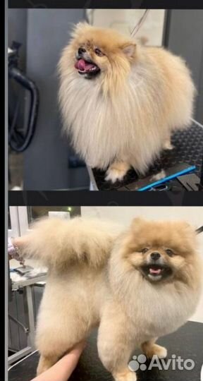 Грумер, стрижка собак и кошек, экспресс-линька