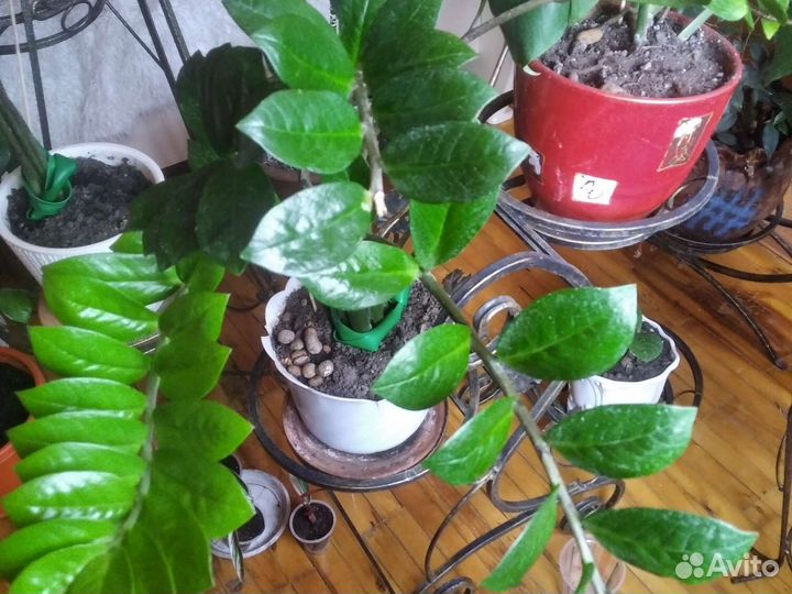 Замиокулькас,глаксиньи