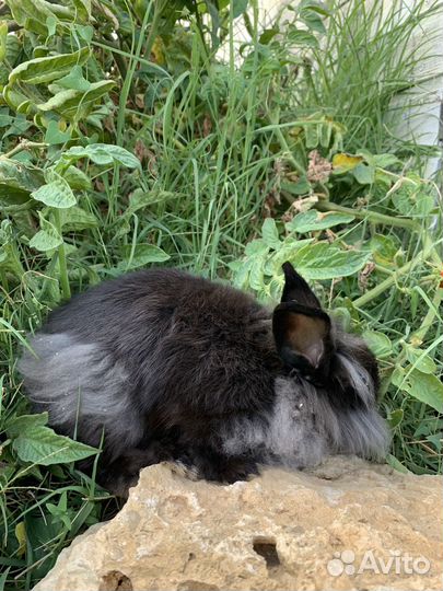 Кролики декоративные