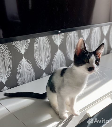 Котенок целовашка ласковый мурлыка мальчишка