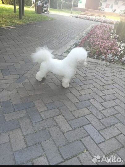 Бишон фризе вязка