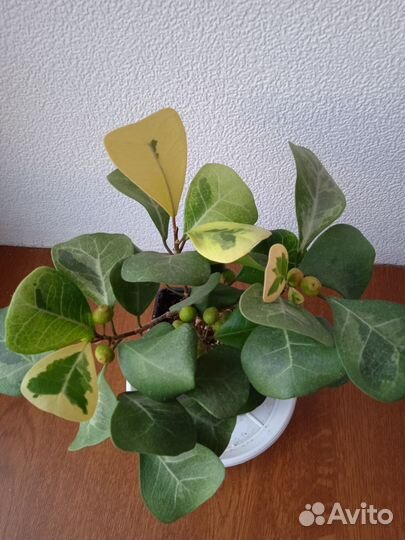 Фикус 2