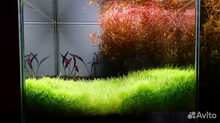 Аквариумные растения