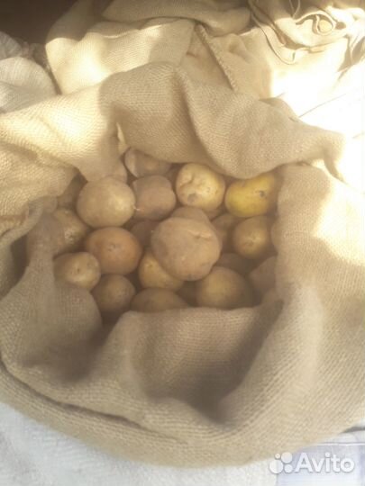 Продажа картофеля