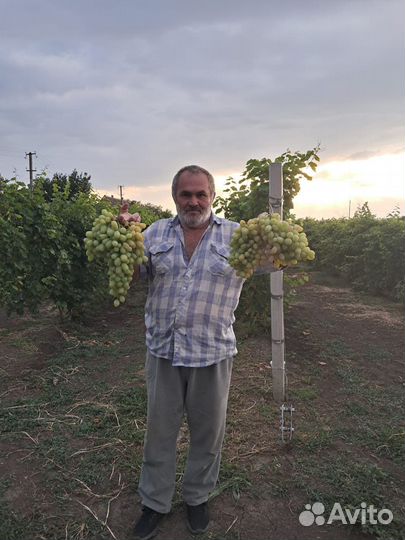 Виноград столовый