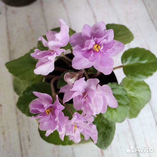 Фиалки трейлеры ампельные сенполии