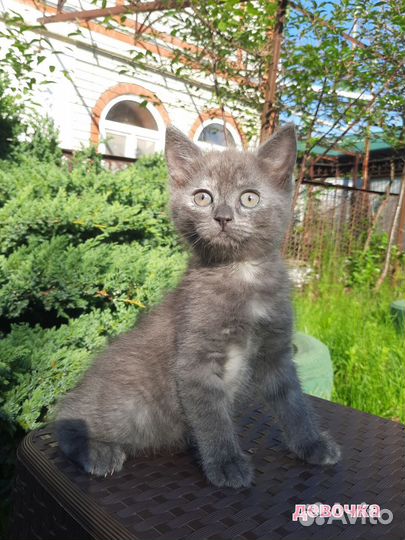Отдаём котят в добрые руки