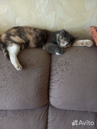 Кошки бесплатно