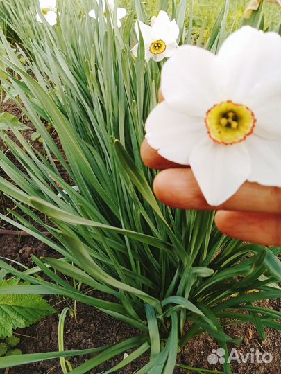 Мини нарциссы