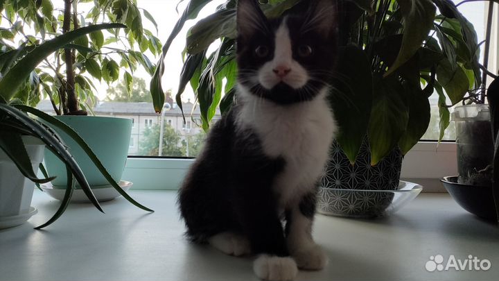 Отдам в добрые руки