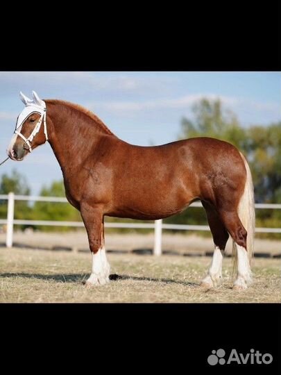 Лошади на продажу много