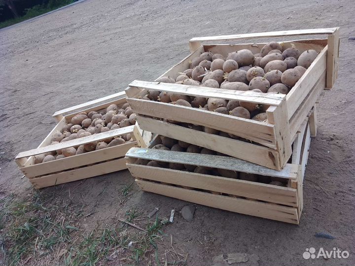 Картошка Андрэта семеная