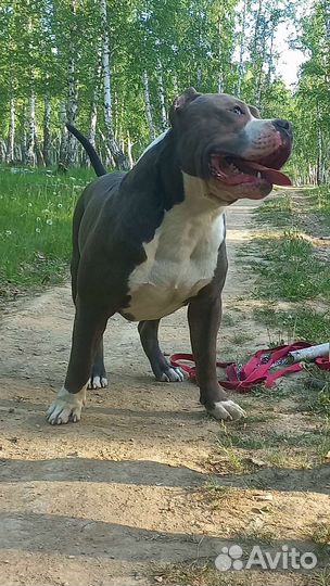 Американский булли