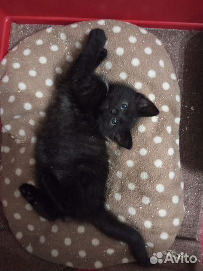 Котенок