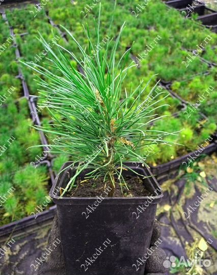 Саженцы сибирского кедра