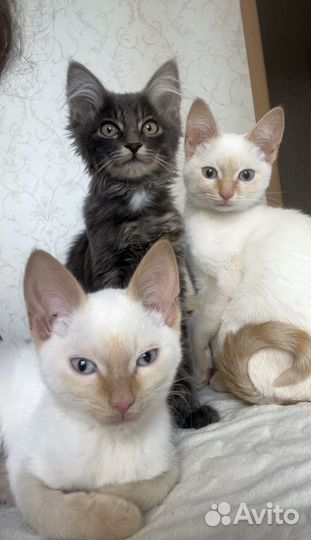 Тайские Котята Ред поинт