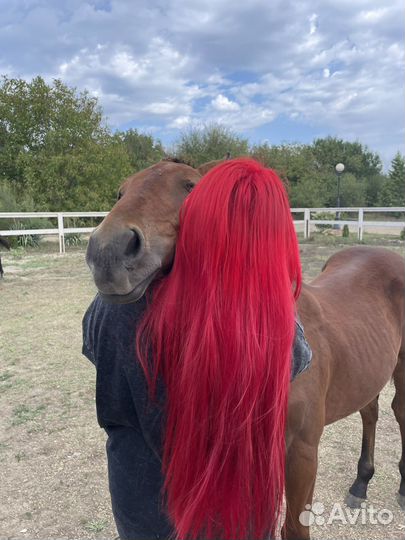 Самые ласковые жеребцы 2024