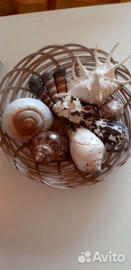 Морские ракушки раковины в корзинке