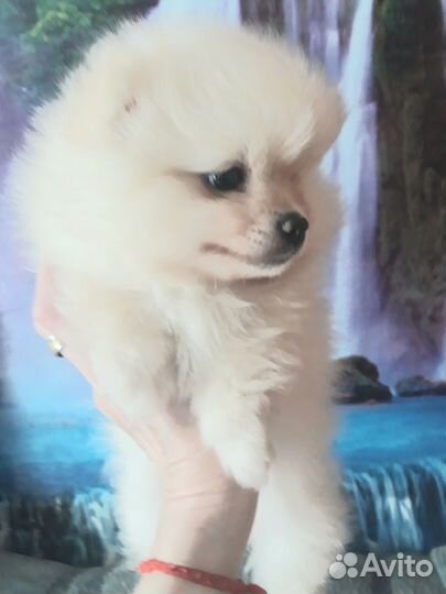 Малыши, пушистики