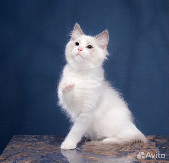Котята рэгдолл