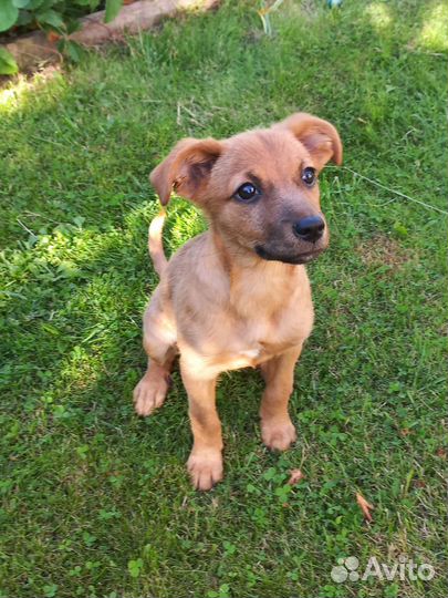 Чудесная девочка щенок Умка 3,5 месяца в дар