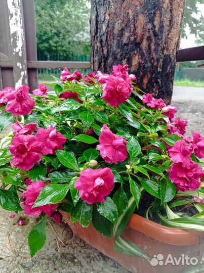 Бальзамины