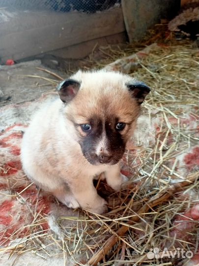 Щенята в добрые ручки