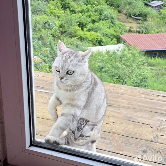 Кот в добрые руки бесплатно
