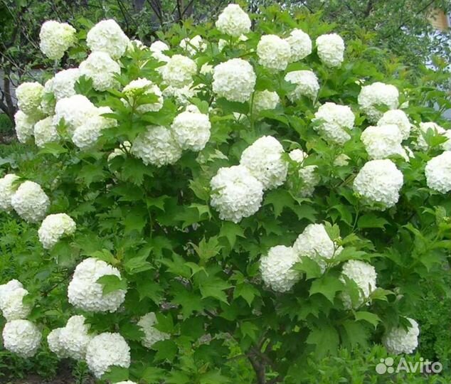 Вейгела саженцы